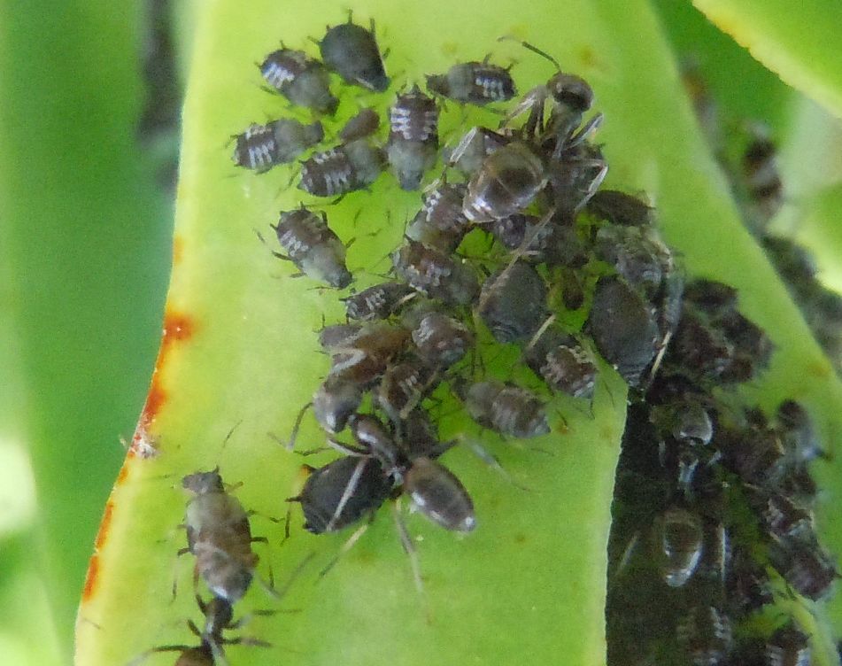 Aphis fabae su Carpobrotus edulis